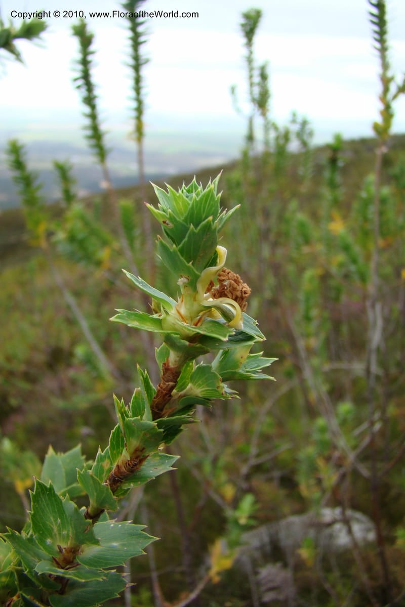 Cliffortia, not. coll.--South Africa. Marloth Nat. Res. Langeberg Mts. 22 Aug 09. 177.jpg