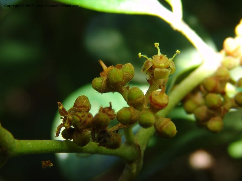 Rhoicissus digitata--So.Africa. E. Cape. Maitland Nat.Res. 5 Mch 05. 050.jpg