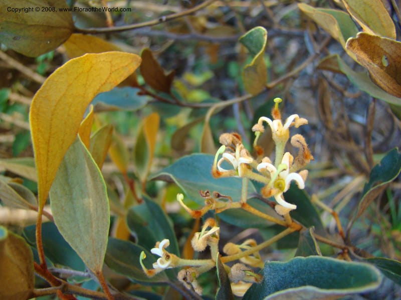 Stenocarpus tremuloides, JMunzinger4663--N.Caled. Dumbea Dam, Dumbea Riv. 11 Nov 07. 169.jpg