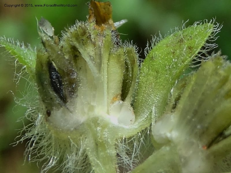 Chrysogonum virginianum, Davidson, C 13044--South Carolina. Oconee Co. Brasstown Cr. 19 May 2015. DSC06413 (19).JPG