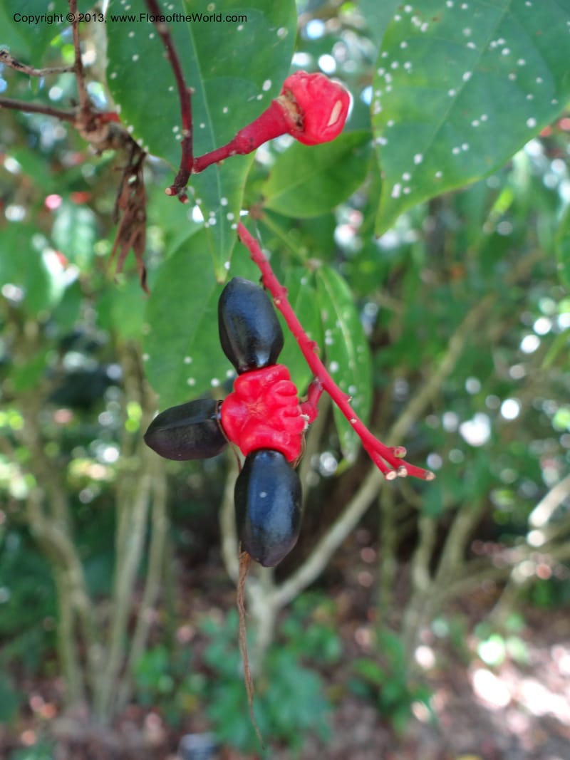 Quassia amara--Australia. Queensland. Cairns B. G. DSC09035 (96).JPG