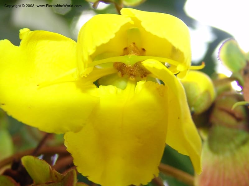 Acridocarpus natalitica--So. Africa. Lowveld Nat. Bot. Gard. 14 Mch 05. 423.jpg