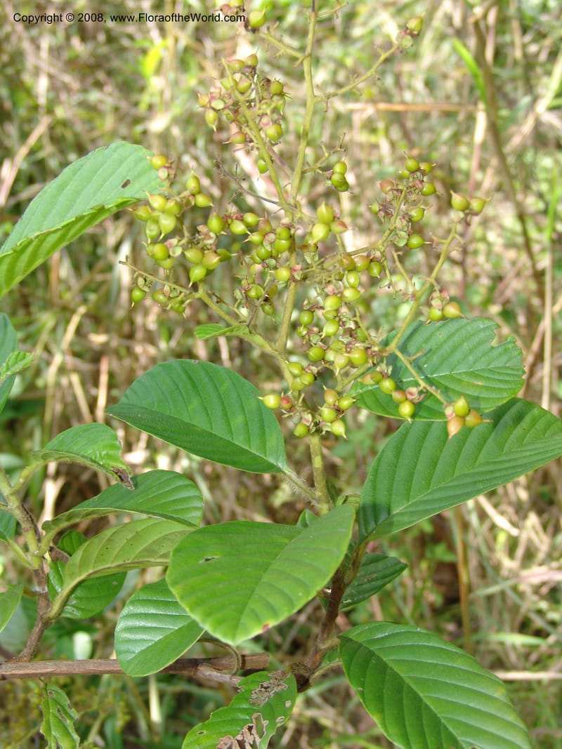 Tetracera, MLeal1145--Gabon. Prov. Ogooue-Iv. Res. Lope. Sommet Main. 19 Apr 06. 270.jpg