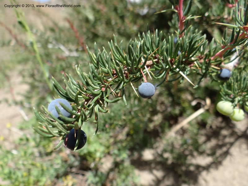 Berberis empetrifolia, WDS 34182--Chile. Cta. 115. La Laguna. 22 Feb 2013. DSC02595 (134).JPG
