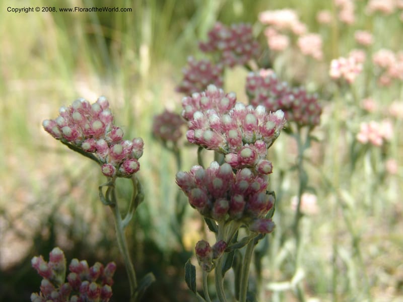 Antennaria rosea, CDavidson11091--ID. Idaho Co. Warren Wagon Rd., Sesesh Meadow. 8 Jul 07. 029.jpg