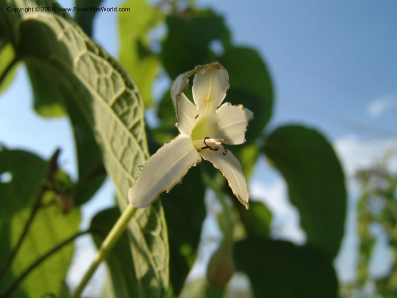 Clerodendrum--Uganda.  Crater Lakes region, Ndali lodge, S of Fort Portal. 4 Jul 04. 036.jpg
