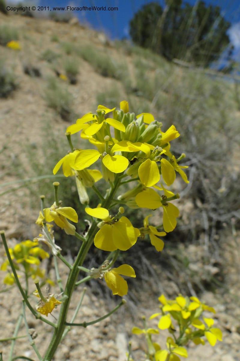 Erysimum capitatum, C. Davidson 11851--Oregon. Malheur Co. Leslie Gulch. 30 June 2011. 194 (3).jpg