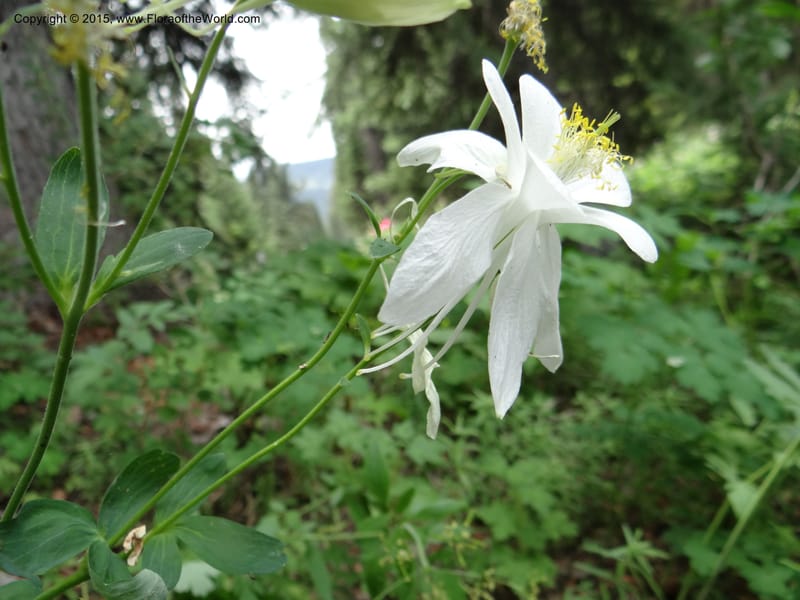 Aquilegia coerulea var ochroleuca, Mansfield, D 12-630--ID. Bear Lake Co. Mt. Sherman. 13 Jul 2012. DSC03601 (70).JPG