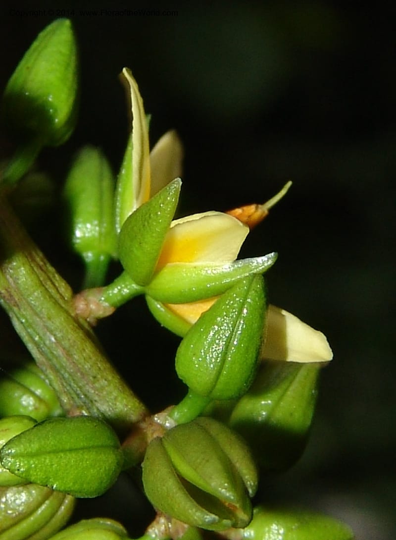 Campylospermum elongatum, Leal, M 1156--Gabon. Prv. Ogooue-Iv. Res. Lope. Fougere Brulee. 19 Apr 06. 032 (3).jpg