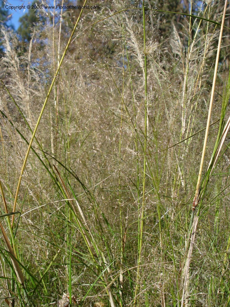 Austrostipa ramosissima, 87.0477--CA. UC Berkeley Bot. Gard. 10 Feb 04. 059.jpg