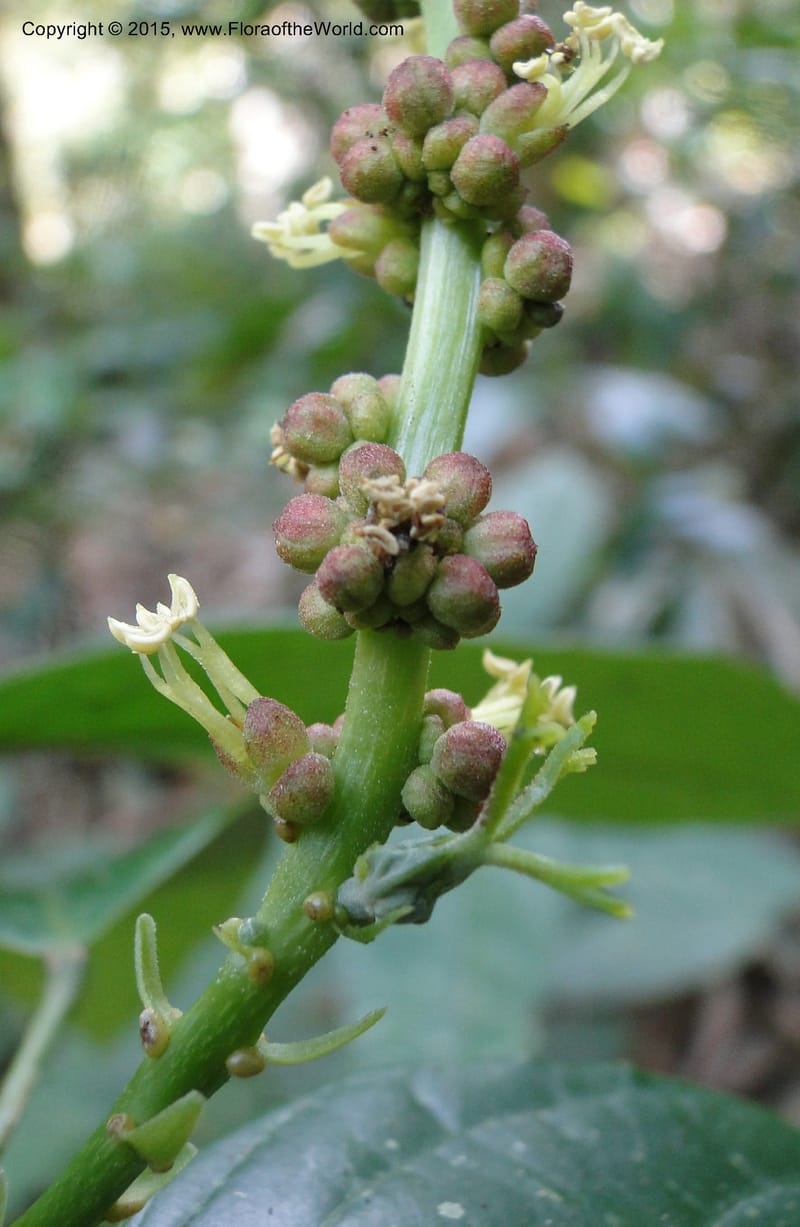 Cleidion, Regalado 1856--Viet Nam. Unknown mountain. 10 May 2011. 099 (9).jpg