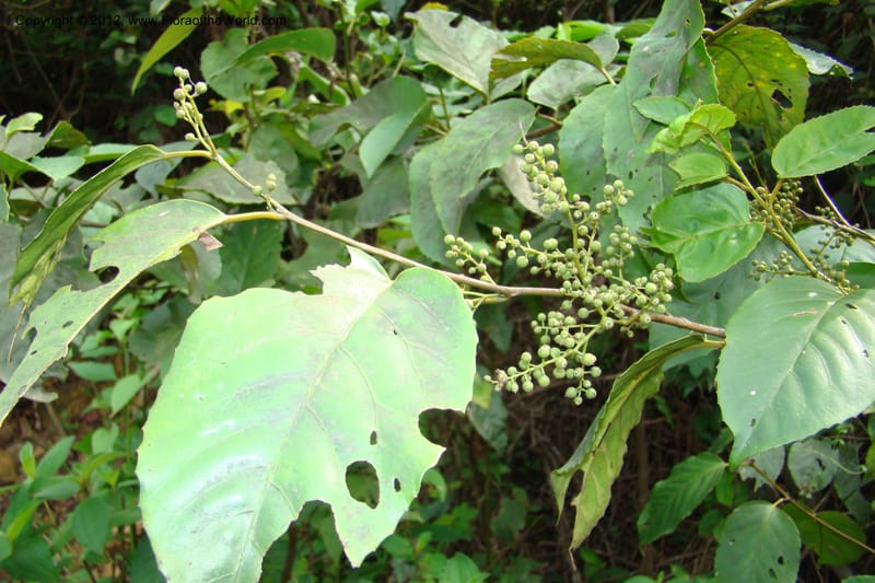 Maesa, Regalado, 1685--Viet Nam. Quang Tr Prov. Dakrong Distr. DaKrong. 11 Apr 09. 027.jpg