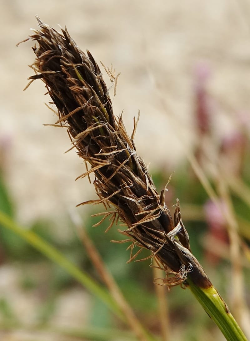 Carex atrofusca subsp. minor, D. Boufford 44061--China. Sichuan. Zhe Duo Shan. 17 Aug 2017. DSC06717 (352).JPG