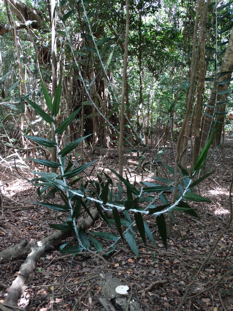 Flagellaria, Callmander, M 1254--New Caledonia. Nehoue Forest. 17 Nov 2015. DSC03041 (210).JPG