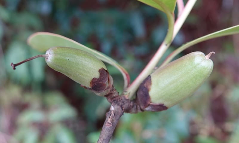 Polyspora axillaris, D. Boufford 44131--China. Yunnan. Meizi Lake Park. 3 May 2018. DSC01424 (106).JPG