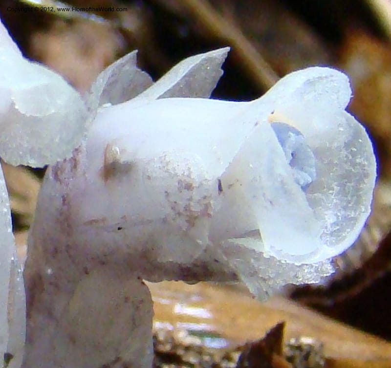 Monotropa uniflora, Regalado 1652--Viet Nam. Lao Cai Prov. Sa Pa Distr. Hoang Lien Son. 6 Apr 09. 347 (10).jpg
