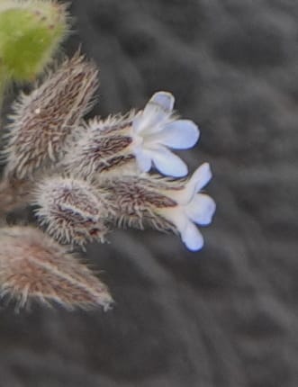 Myosotis stricta, C. Davidson 13755--Oregon. Wallowa Co. Zumwalt.Trail Cr. Rd. 4 Jun 2018. DSC04078 (213).JPG