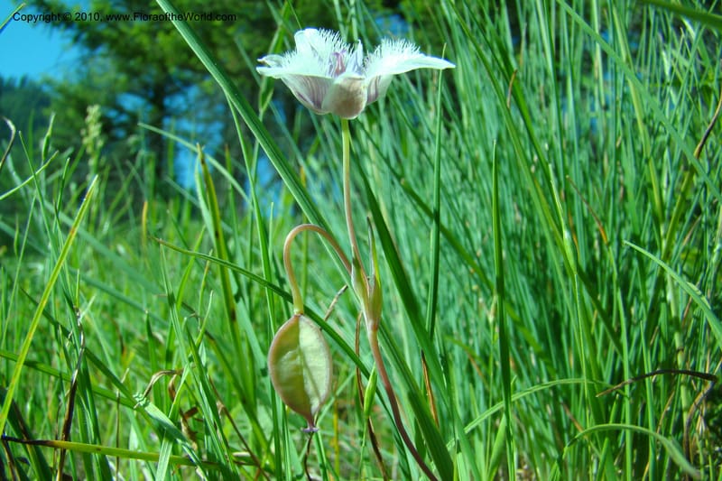 Calochortus elegans, C. Davidson 11376--Idaho. Idaho Co. Salmon River. Polly Bemis Ranch. 27 May 2009. 021.jpg