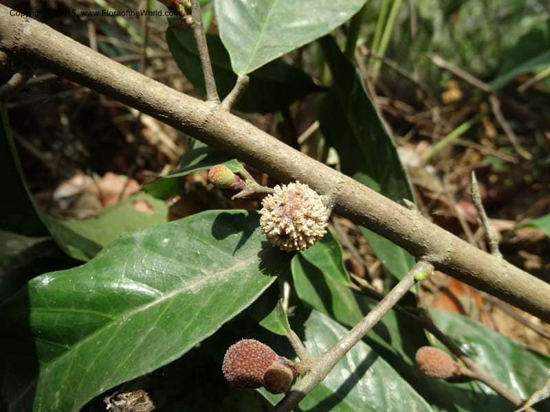 Treculia obovoidea, Davidson, C 12341--Cameroon. Mokoko For. Res. 20 Mar 2014. DSC02622 (253).JPG