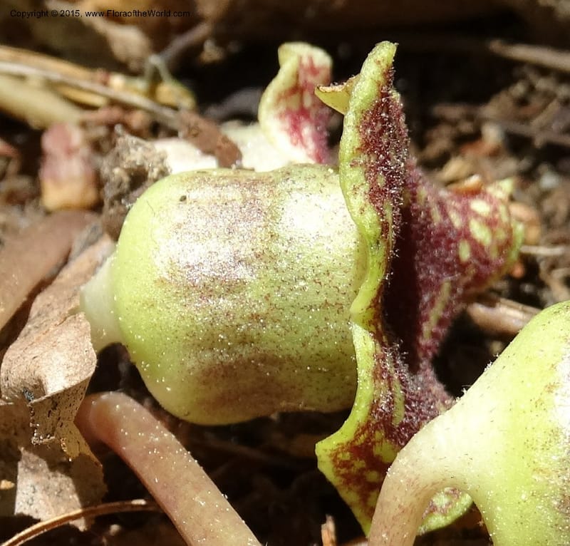 Asarum minus, Davidson, C 13010--Tennessee. Greene Co. Paint Rock, Paint Cr. 15 May 2016 (27).JPG