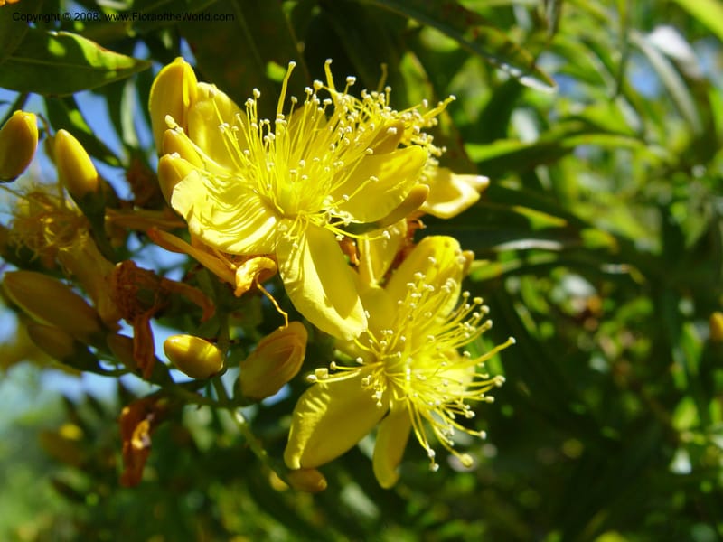 Hypericum canariense, 1999.00564--Spain. Barcelona Botanic Garden. 19 Apr 04. 029.jpg