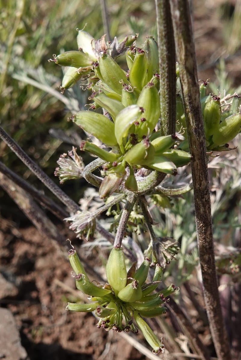 Lomatium macrocarpum, C. Davidson 13790--Oregon. Wallowa Co. Upper Camp Creek Canyon. 5 Jun 2018. DSC05225 (103).JPG