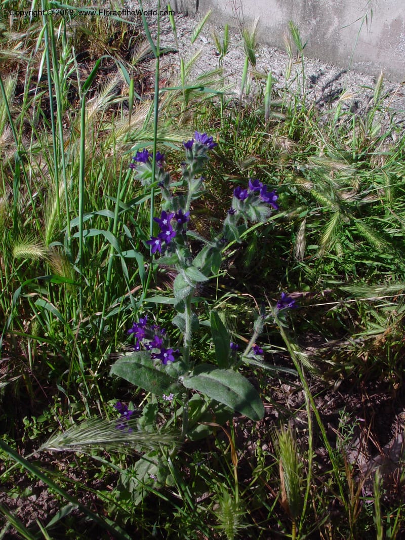 Anchusa--Italy. Tuscany. Hwy A1, rest stop near Orvieto. 17 May 02.  023.jpg