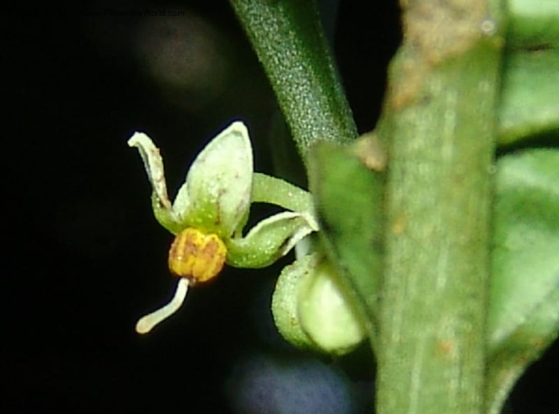 Solanum anceps, Farfan 745--Peru. Edo. Madre de Dios. Reserva Amazonica. Trail B. 20 Oct 05. 136 (2).jpg