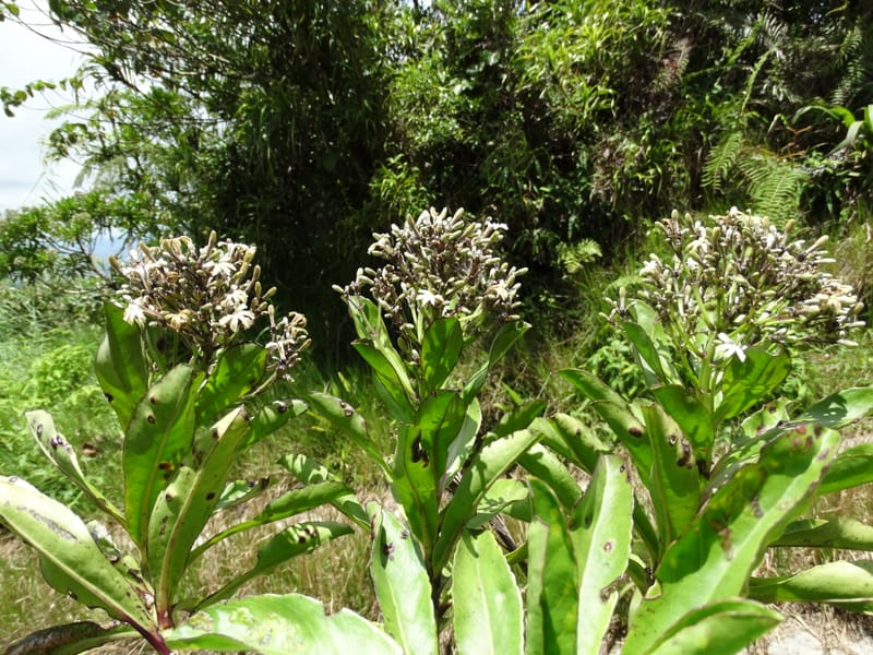 Scaevola floribunda, Lowry, P 7328--Fiji. Delaikoro Mtn. 3 Nov 2015. DSC08393 (189).JPG