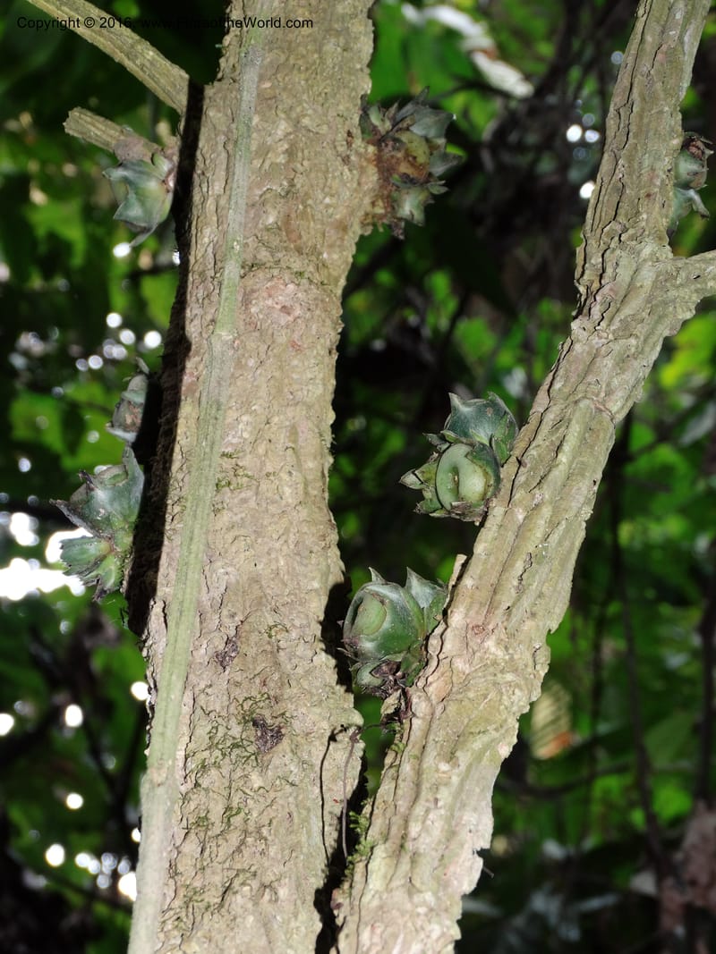 Praravinia creaghii, Davidson, C 12669--Sabah. Danum Valley. 4 Oct 2014. DSC01741 (45).JPG