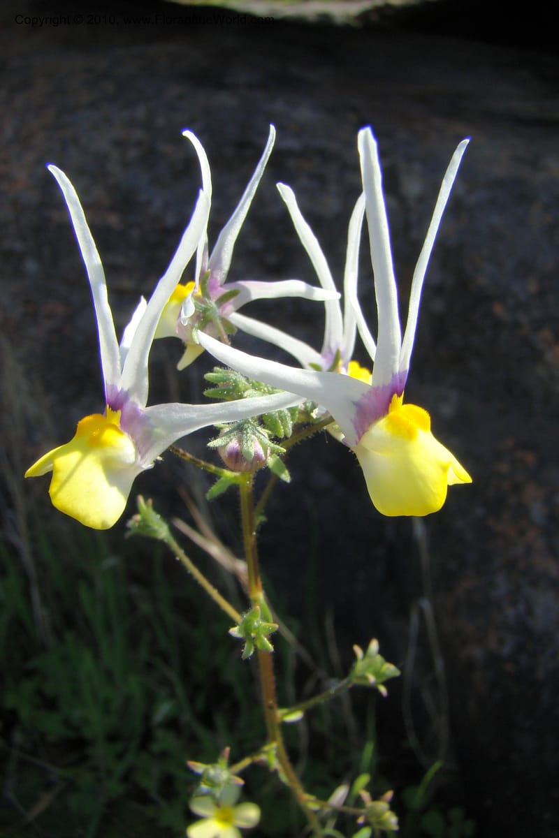 Nemesia cheiranthus, C. Davidson 11523--South Africa. Northern Cape. Papkuilsfontein. 25 Aug 09. 275 (5).jpg