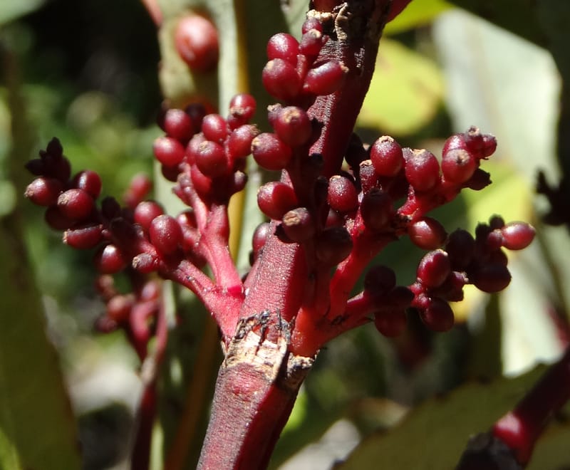 Ascarina rubricaulis, Lowry, P 7372--New Caledonia. Mont Dzumac. 12 Nov 2015. DSC01563 (22).JPG