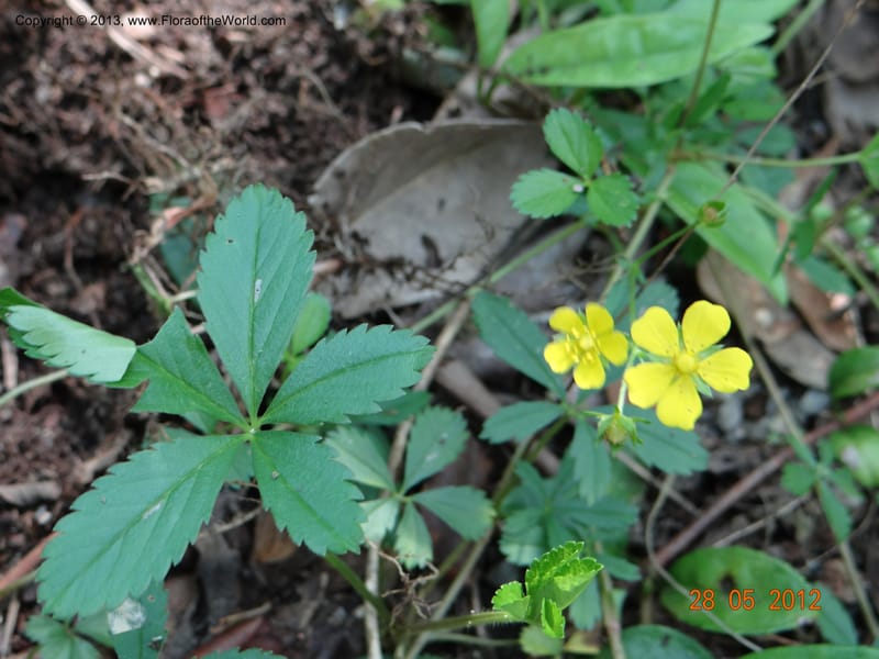 Potentilla kleiniana, Li Pan 1205278--China, Zhejiang, Shunxi, 28 May 2012 235 (7).JPG