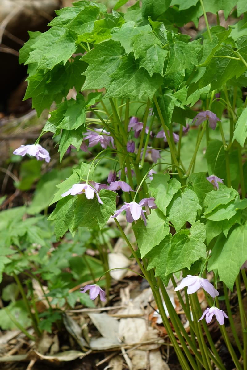 Ranzania japonica--Japan. Myoko Kenmin-no-mori. Hiuchiyama Trial. 27 May 2016.  (181).JPG