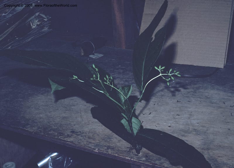 Neea amplifolia, CDavidson8327--Costa Rica. Limon. Hda. Tapezco. 15 Aug 79. 003.jpg