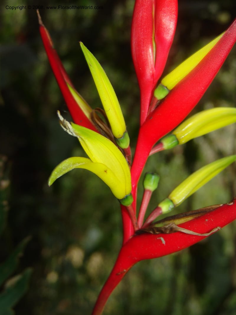 Heliconia affinis--Peru. Edo. Cuzco. Jard. Bot. at Machu Picchu. 27 Oct 05. 005.jpg