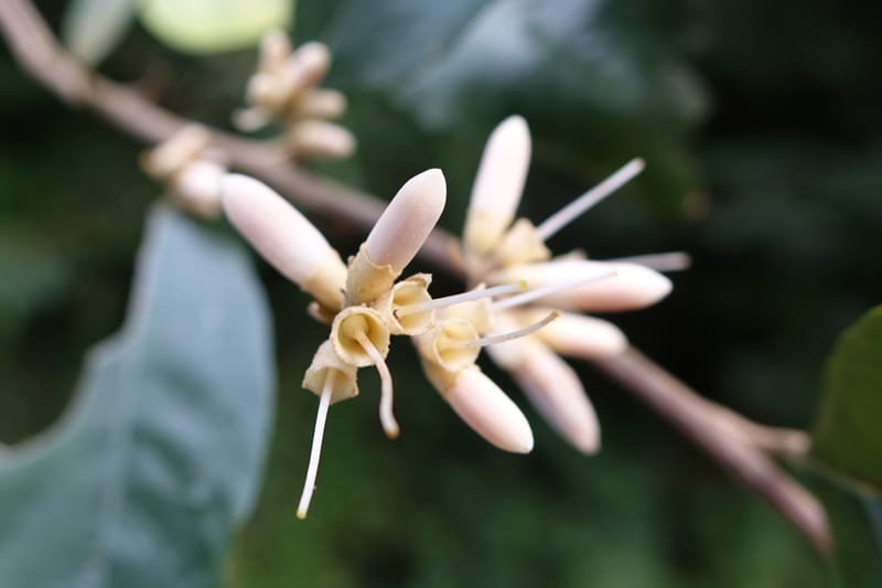 Styrax suberifolia, Chung Kuo-Fang 3354--Taiwan. Wulai Distr. Wulai village. Chia Jiao Liao. 19 May 2016.  (33).JPG