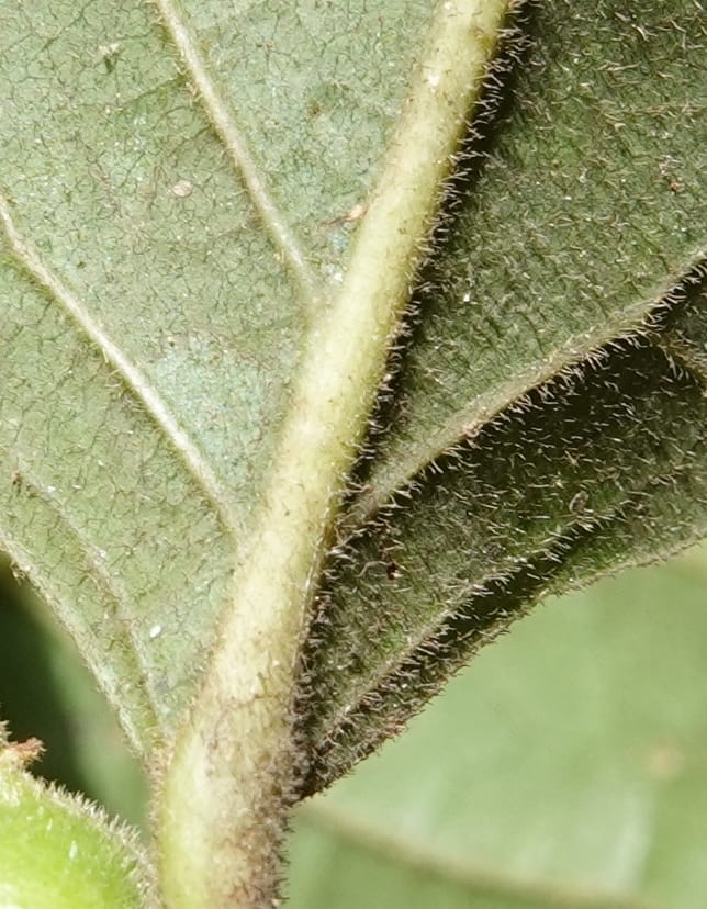 Aporosa dioica, D. Boufford 44137--China. Yunnan. Along G213. 4 May 2018. DSC02084 (26).JPG