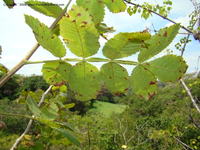 Bursera diversifolia, NMartinezM2420--MX. Chiapas. Jiquipilas. Cerro el Campanario. 14 Sep 08. 138.jpg