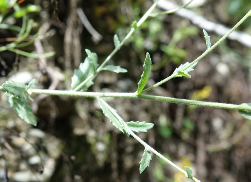 Arabis pycnocarpa var. pycnocarpa, D. Boufford 44001--China. Sichuan. Yibailingba-gou. 12 Aug 2017. DSC04660 (134).JPG