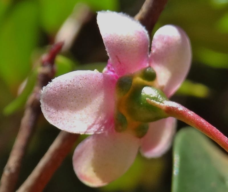 Archirhodomyrtus, Callmander, M 1272--New Caledonia. PinPin. 20 Nov 2015. DSC03938 (234).JPG