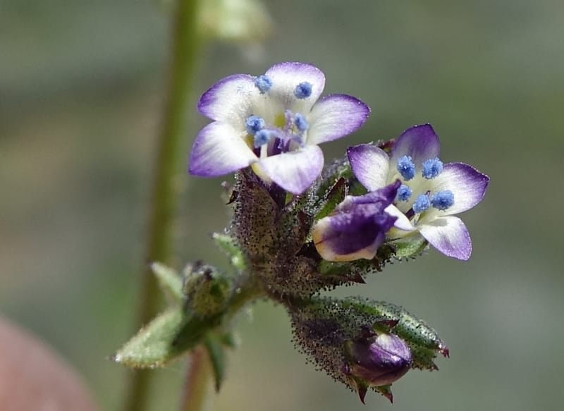 Gilia brecciarum, C. Davidson 13565--ID. Blaine Co. Rock Creek Preserve. TNC. 14 May 2017. DSC00477 (106).JPG