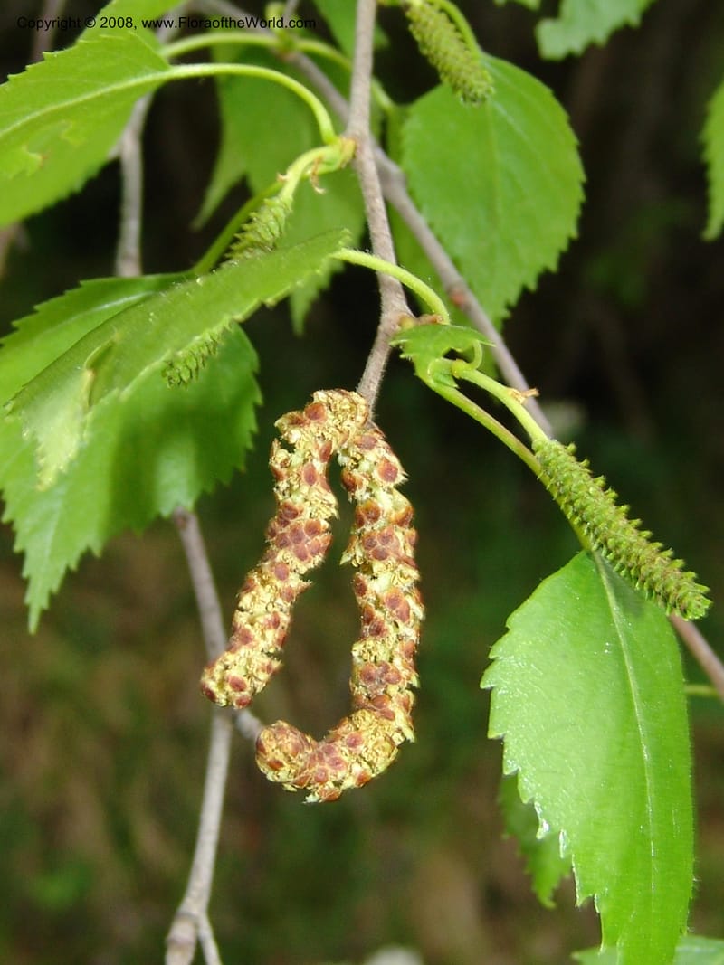 Betula litwinowii--Georgia. Kazbeki. Trail-road to Sameba Church. 2 Jun 05. 103.jpg