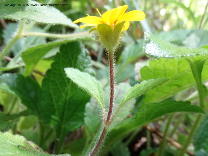 Chrysogonum virginianum, Davidson, C 13044--South Carolina. Oconee Co. Brasstown Cr. 19 May 2015. DSC06413 (6).JPG