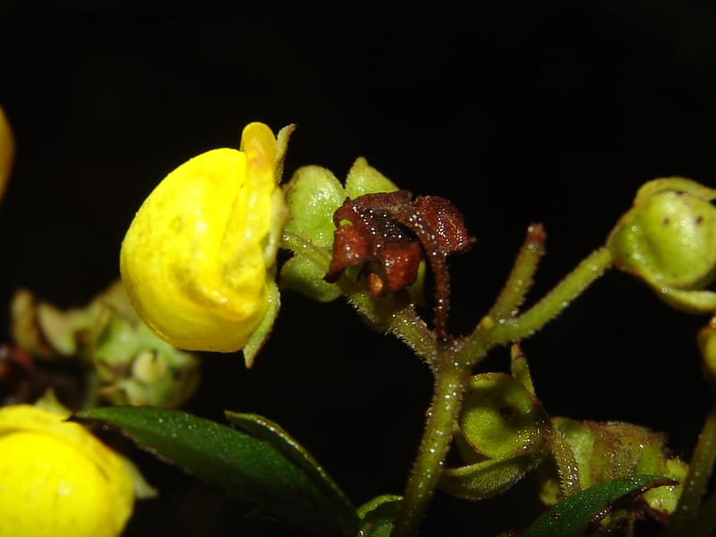 Calceolaria, DNeill16028--Ecuador. Prov. Zam. Ch. Podocarpus N. Pk. 26 Sep 07. 096.jpg