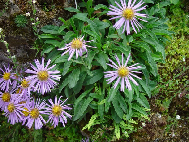 Aster alpinus--France. Paris. Jardin des Plantes. 30 May 03. 099.jpg