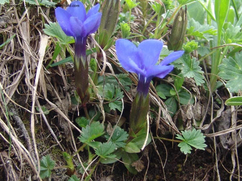 Gentiana angulosa--Georgia. Kazbeki . Trail-road to Sameba Church. 2 Jun 05. 495.jpg