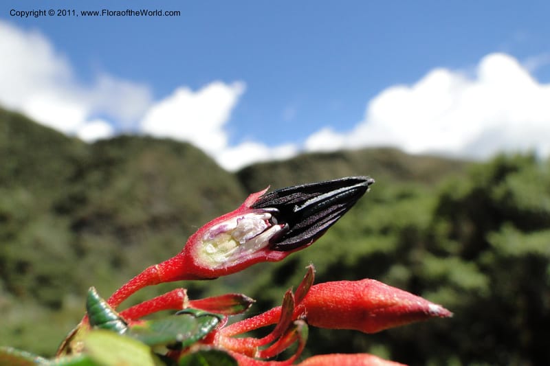 Brachyotum alpinum, Ulloa 2084--Ecuador. P. N. Sangay. 6 June 2011. 309 (24).jpg