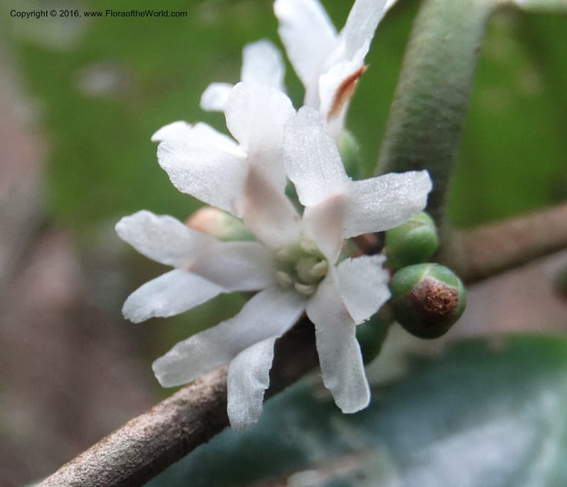 Erycibe, Davidson, C 12887--Sabah. Sapa Paya For. Res. 23 Mar 2015. DSC00001 (107).JPG