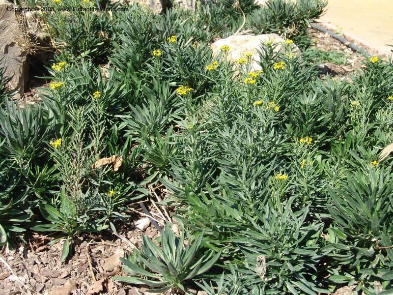 Erysimum suffruticosum--Spain. Andalucia. Jardin Botanico de Cordoba. 2 Oct 04. 113.jpg